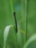 Agriopis sp.